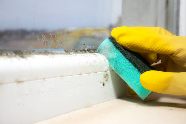 Best Emergency Mold Removal  in Harwich Port, MA