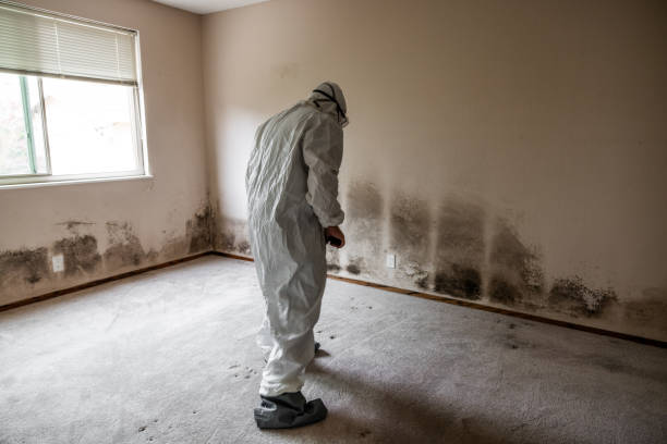 Best Mold Removal and Inspection  in Harwich Port, MA