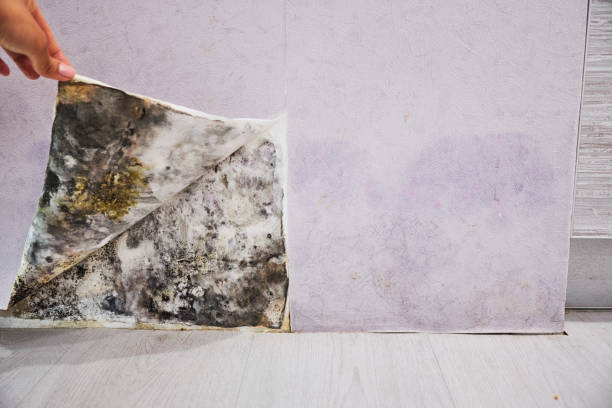 Mold Removal and Inspection in Harwich Port, MA